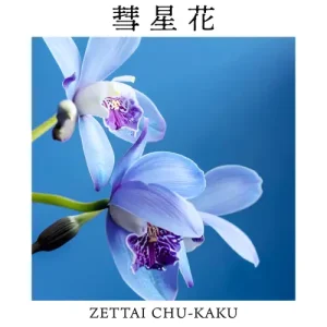 「彗星花」/ ZETTAI CHU-KAKUアートワーク