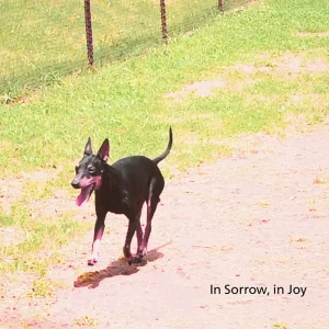 「In Sorrow, in Joy」 Laget’s Jam Stackアートワーク