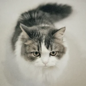 「ファジーボーイ」Foiアートワーク