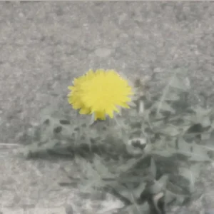 「愛をもって」小田奈都美アートワーク