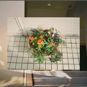 「ガーデン」/ blankshoreアートワーク