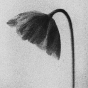 「Sanguine Clay (feat. Lil Summer)」Deadwood Choir, 01sail & Raylowgh Annoアートワーク