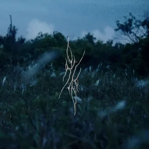 『head is storming』aura yamatoアートワーク