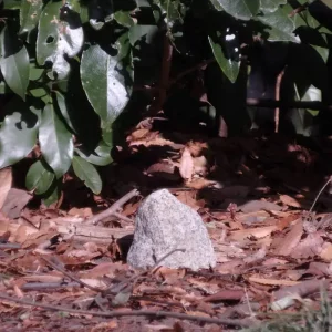 「便宜」/ こ.Oyamaアートワーク