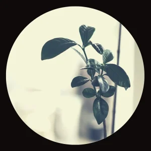 「Plant」/ Wataru Fujiwaraアートワーク