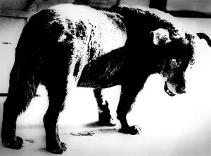 『流離 access memory of 森山大道』山本精一ポスターA