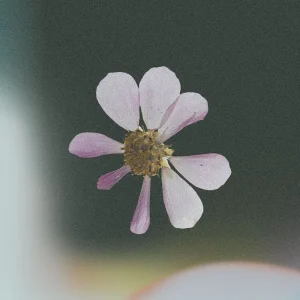 「Hikikomori」 Wataru Fujiwaraアートワーク