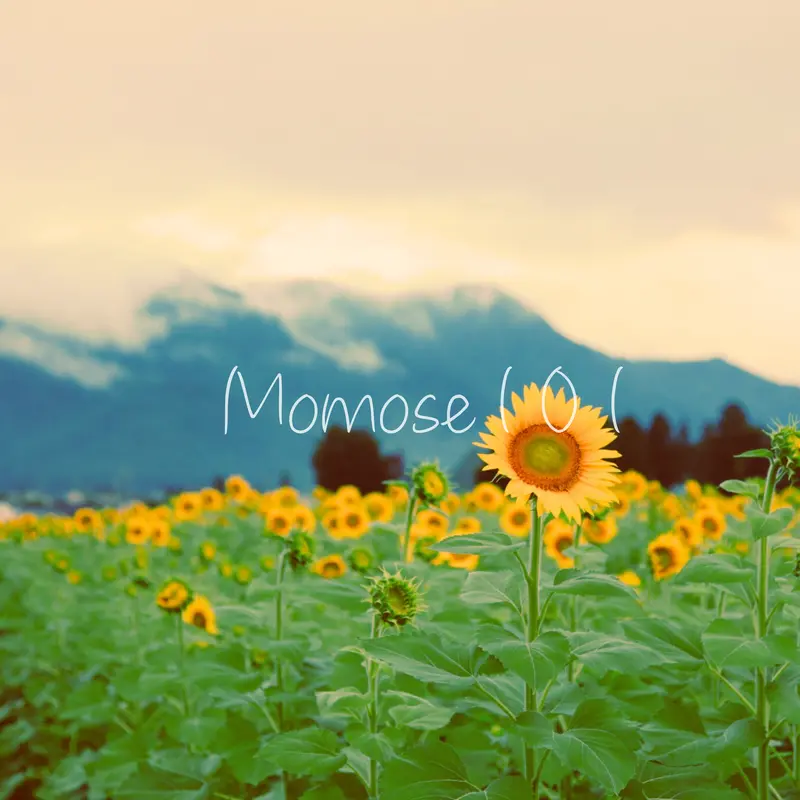 「きれいでしょ Momose101アートワーク