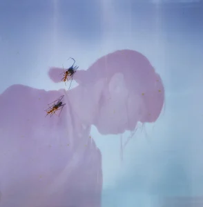 ICHIKO AOBA アー写