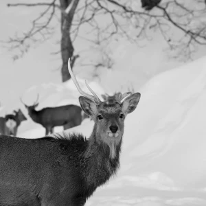 「かえりみち」/ Maphieアートワーク