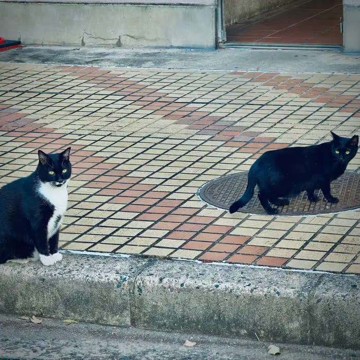 Doubtfulnessアートワーク