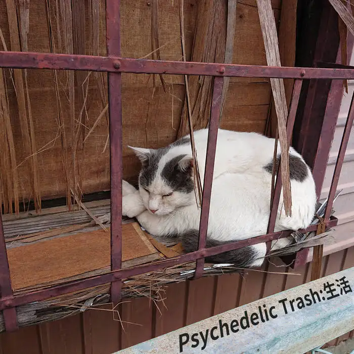 『Psychedelic Trash: 生活』アートワーク