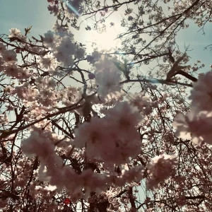 『春よりも、春よりも、赤』/ Comayアートワーク