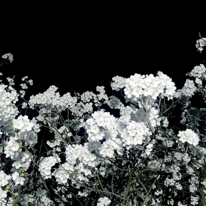 「fwafwa」/ gai sekiアートワーク