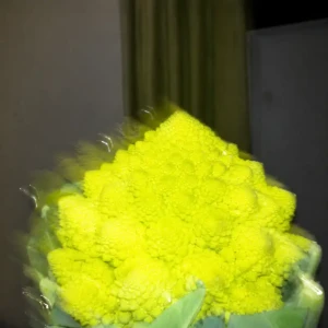 「Romanesco」/ Gentaアートワーク