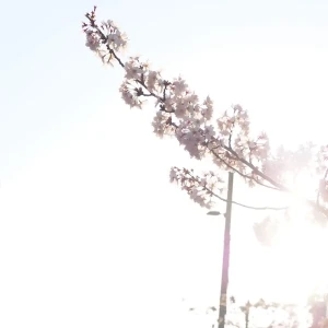 「桜降る川辺」/ 罅アートワーク