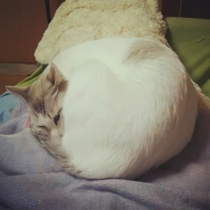 毛玉アーティストイメージ