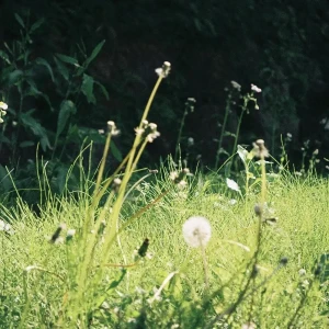 「Yellow Flower」アートワーク