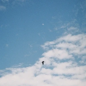 「moon」アートワーク