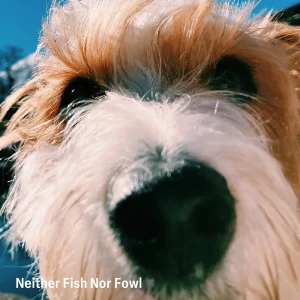 『Neither Fish Nor Fowl』/ くらげ計画アートワーク