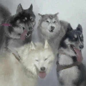 『犬ぞり』/ Romanticアートワーク