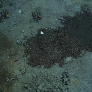 「白い鳥」/ 砂の壁アートワーク