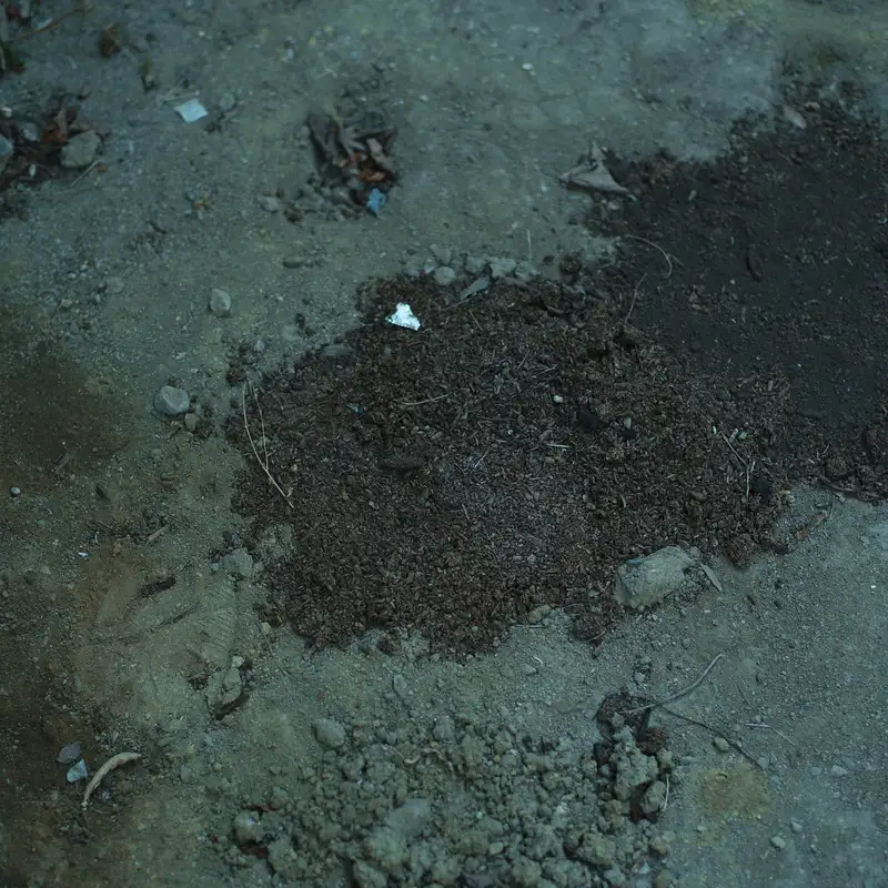 「白い鳥」/ 砂の壁アートワーク