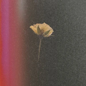 「Weekend」 Wataru Fujiwaraアートワーク